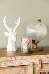 Suculenta Morada en Vidrio