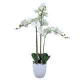 Orquídea Blanca En Macetero