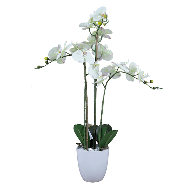 Orquídea Blanca En Macetero