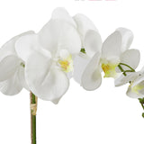 Orquídea Blanca en Macetero