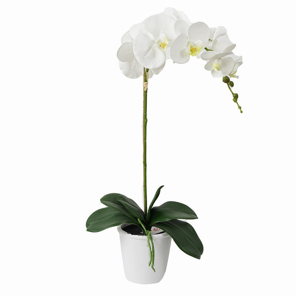 Orquídea Blanca en Macetero