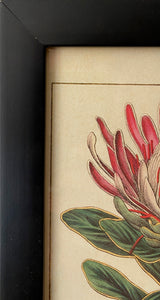 Lamina Cavallini Paper