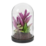 Suculenta Morada en Vidrio