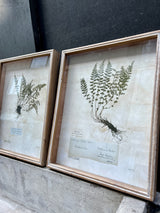 Set de 2 Cuadros Botánicos