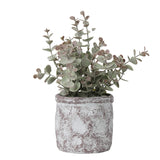 Grass Gris en Macetero