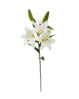 Lilium Blanco