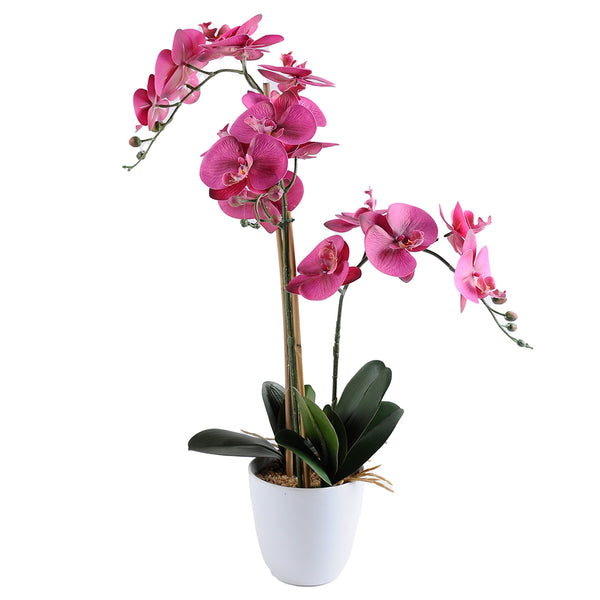 Orquídea Morada en Macetero