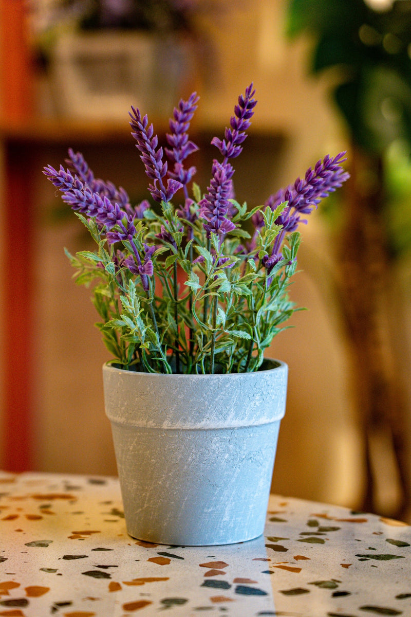 Lavanda morada en macetero